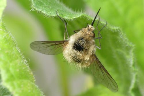 Réf. 182 113 : Bombylius sp.